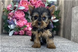 Whiskers - Yorkshire Terrier - Yorkie for sale