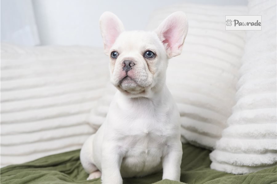 Cruz - French Bulldog for sale