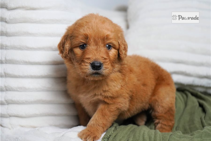 Thimble - Goldendoodle for sale