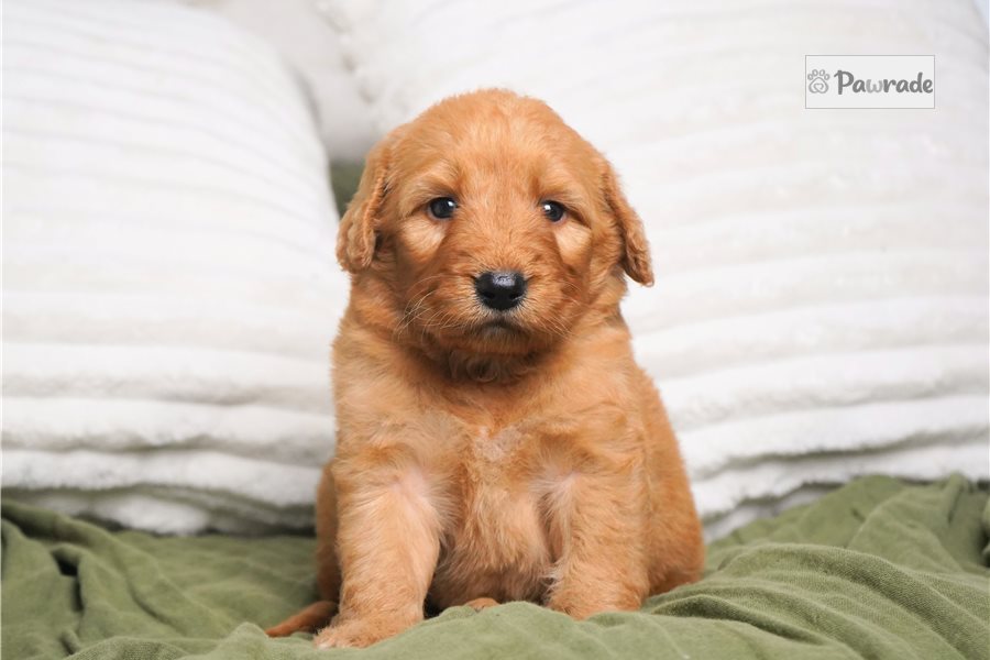 Thea - Goldendoodle for sale
