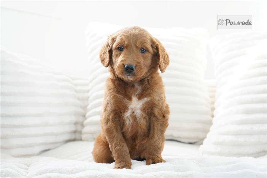 Winona - Goldendoodle for sale