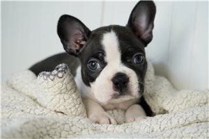 Hershel - Boston Terrier for sale