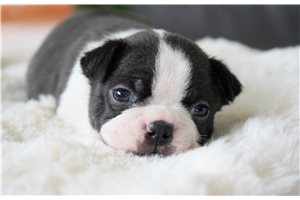 Hugo - puppy for sale