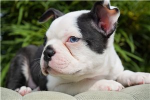 Cody - Boston Terrier for sale