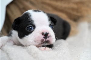 Horatio - Boston Terrier for sale