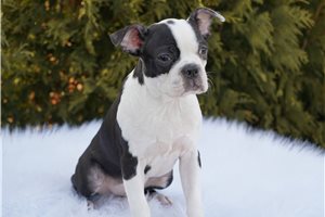 Chieftain - Boston Terrier for sale