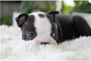 Horatio - puppy for sale