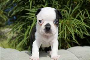 Dustin - Boston Terrier for sale