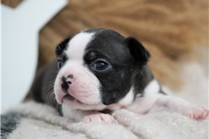 Hope - puppy for sale