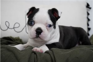 Cody - Boston Terrier for sale