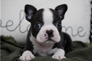 Colton - Boston Terrier for sale