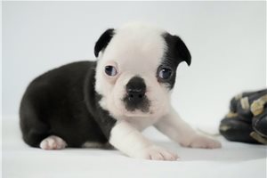 Dustin - Boston Terrier for sale