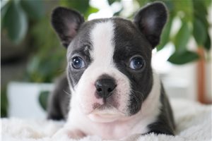 Hershel - Boston Terrier for sale