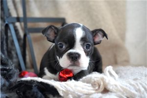 Carol - puppy for sale