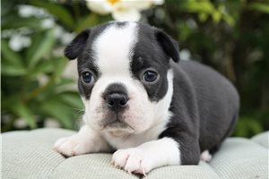 Dawson - Boston Terrier for sale