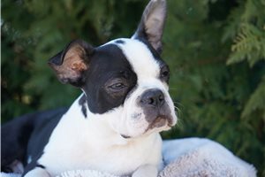 Chieftain - Boston Terrier for sale