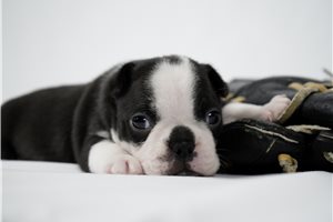 Dawson - Boston Terrier for sale