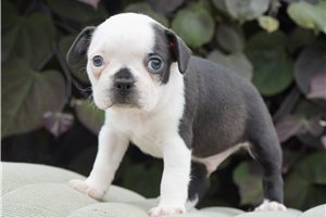 Dustin - Boston Terrier for sale