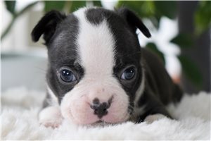 Hank - puppy for sale