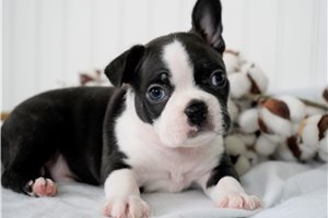 Hershel - Boston Terrier for sale