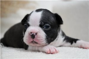 Hank - Boston Terrier for sale