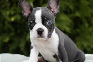 Hershel - Boston Terrier for sale
