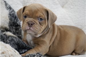 Caleb - Bulldog for sale