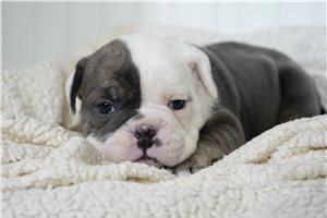 Priscilla - Bulldog for sale