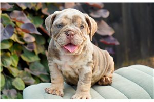 Baxter - Bulldog for sale