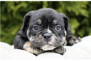 Fiona - Bulldog for sale