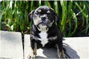 Fiona - Bulldog for sale