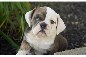 Priscilla - Bulldog for sale