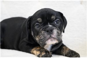 Fiona - Bulldog for sale
