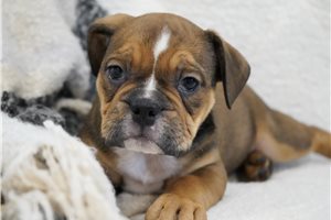 Carter - Bulldog for sale