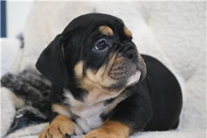 Charles - Bulldog for sale