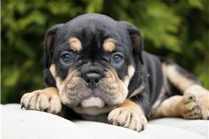 Charles - Bulldog for sale