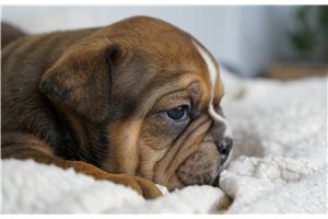 Carter - Bulldog for sale