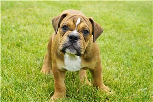 Carter - Bulldog for sale