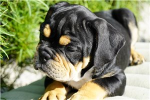 Charles - Bulldog for sale