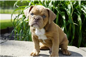 Caleb - Bulldog for sale