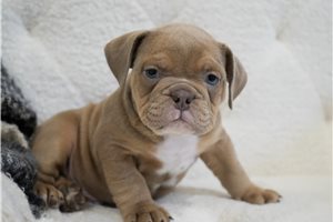Caleb - Bulldog for sale