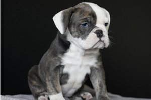 Priscilla - Bulldog for sale