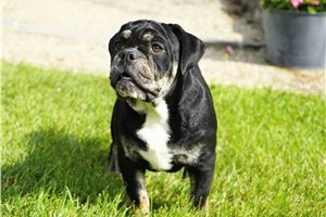 Fiona - Bulldog for sale