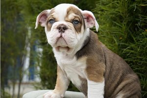 Cooper - Bulldog for sale