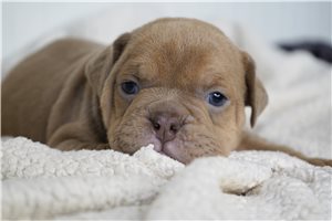 Caleb - Bulldog for sale
