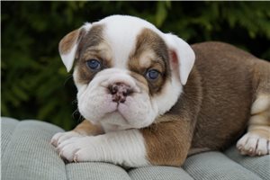 Cooper - Bulldog for sale