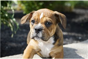 Carter - Bulldog for sale