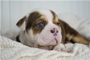 Cooper - Bulldog for sale