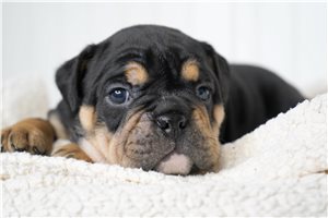Charles - Bulldog for sale