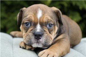 Carter - Bulldog for sale
